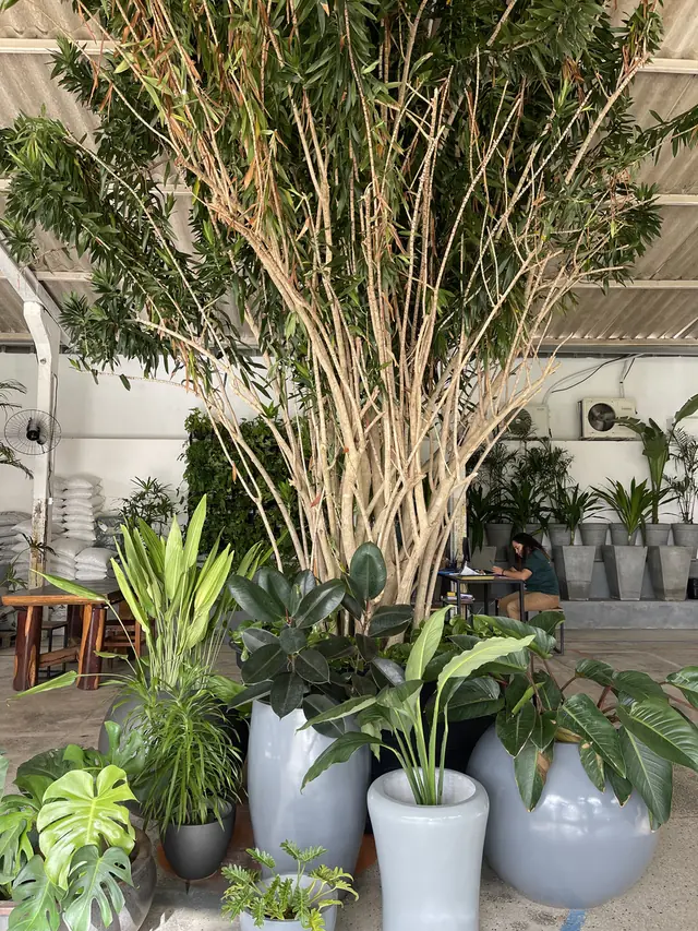 Mudas e plantas ornamentais em vasos no viveiro do Viveiro Marina